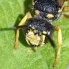 Cerceris sabulosa